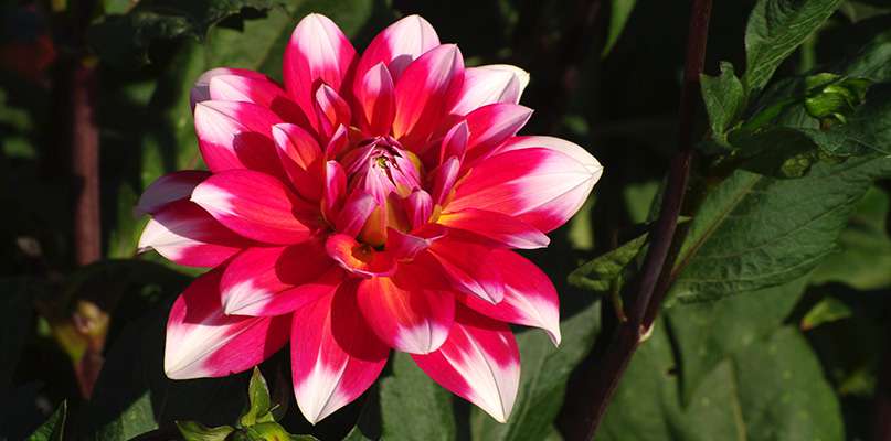 dahlias
