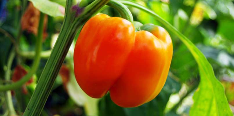 un beau piment orangé un beau piment orangé