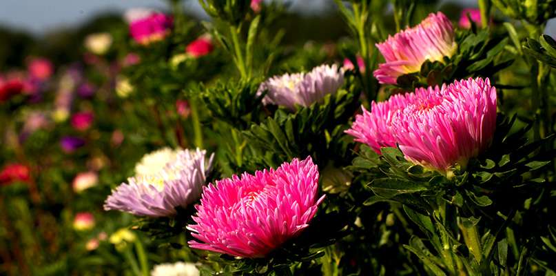 reines-marguerites