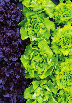 OUVERTURE DES JARDINS DE MESLAY salades
