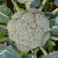 Les Jardins de Meslay Brocoli