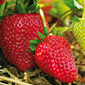 Les Jardins de Meslay Fraises de saison