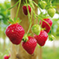 Les Jardins de Meslay Fraises remontantes